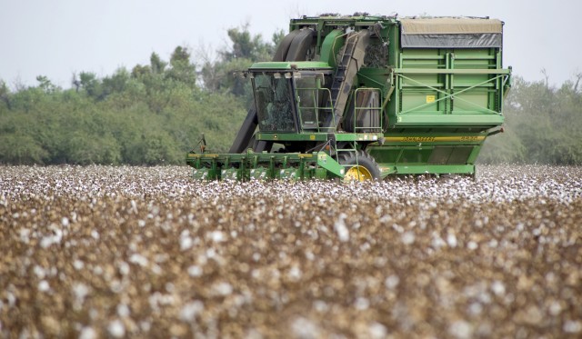 A large mechancical cotton harvester