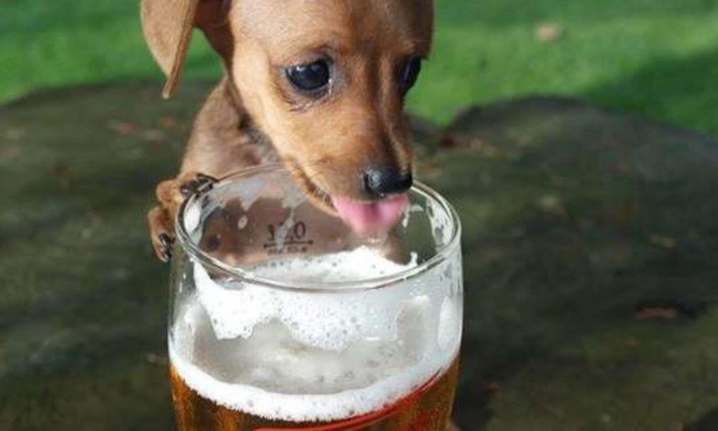 A cute dog drinking beer from a pint galss