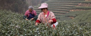 Two tea farmers picking tea