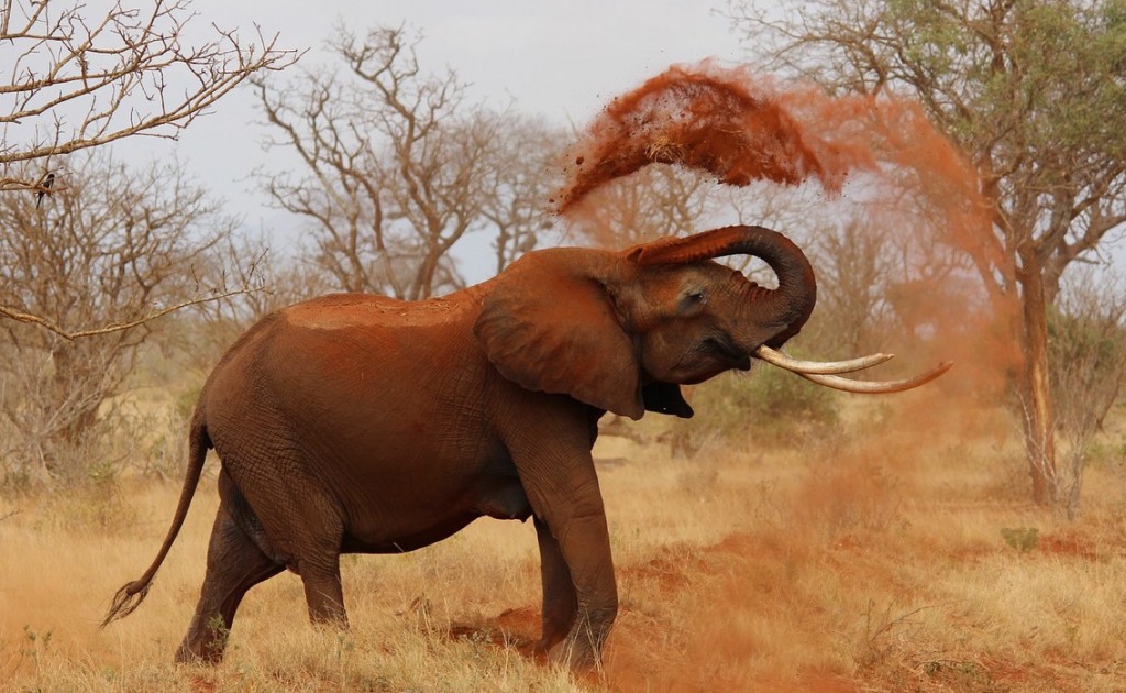 An African elephant throws dirt over its back