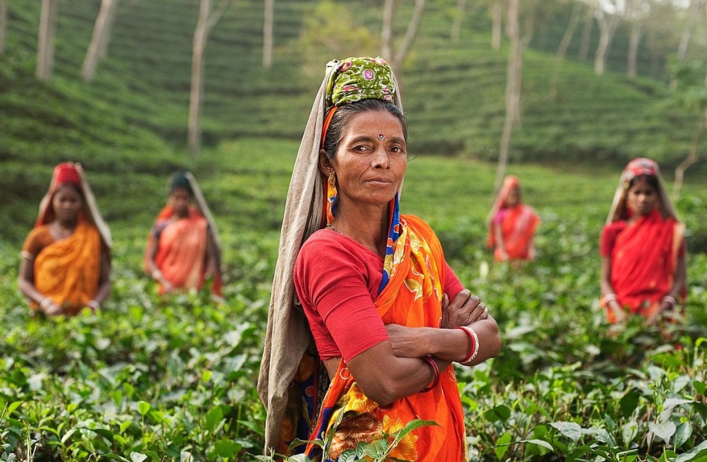 A group of India tea pickers stand in a field of tea plants