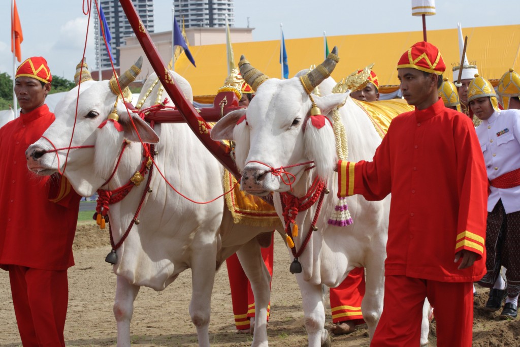 Royal oxen take part in the annual Royal Ploughing ceremony in Bangkok.