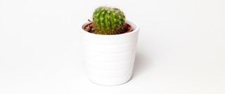 A potted cactus