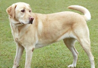 A Labrador