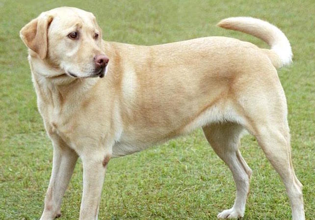 A Labrador