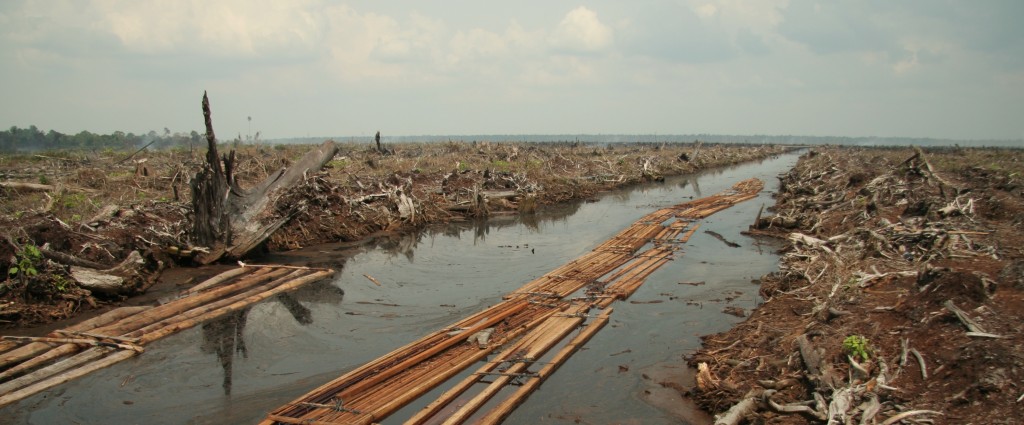 The effects of deforestation