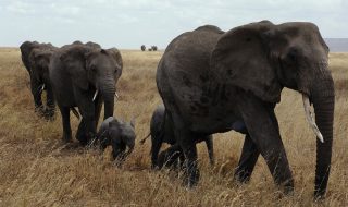 A family of elephants walk through long grass