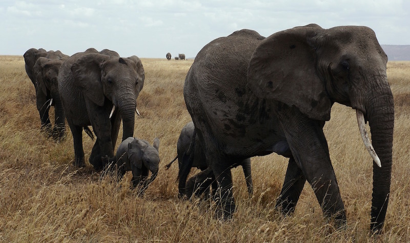 A family of elephants walk through long grass