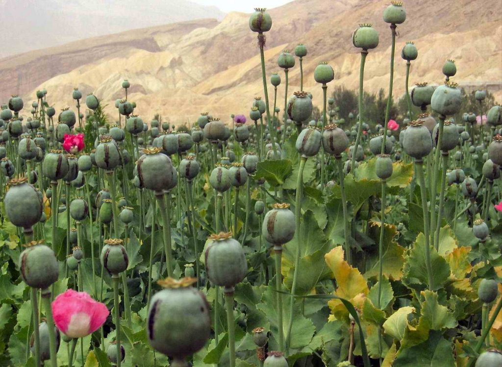 Opium growing in Afghanistan