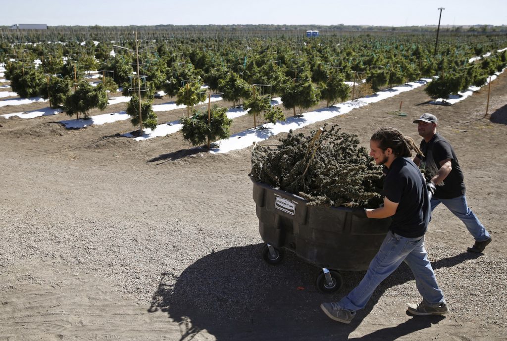 A man transports marijuana at a marijuana farm in Colorado, USA.