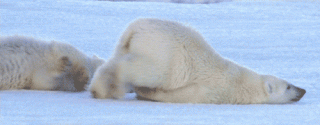 Polar Bear sliding across ice