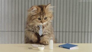 Business rates - cat in a tie