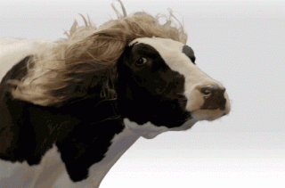 Cow gif