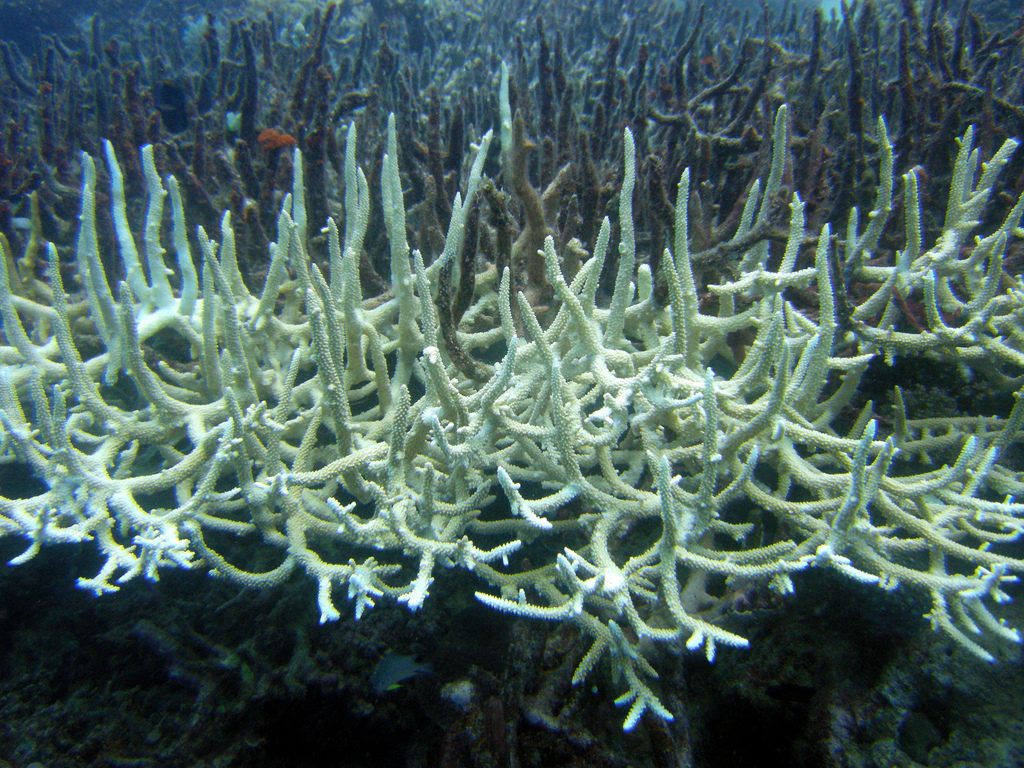 Bleached Staghorn Coral