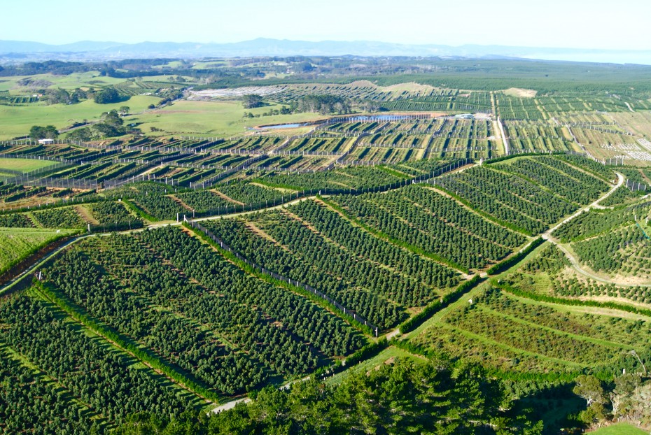 Avocado Plantation, New Zealand