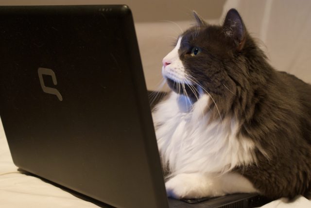 Cat on laptop