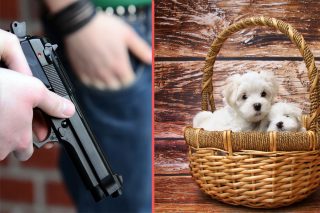 Puppiesvsguns