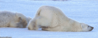 Tired polar bear