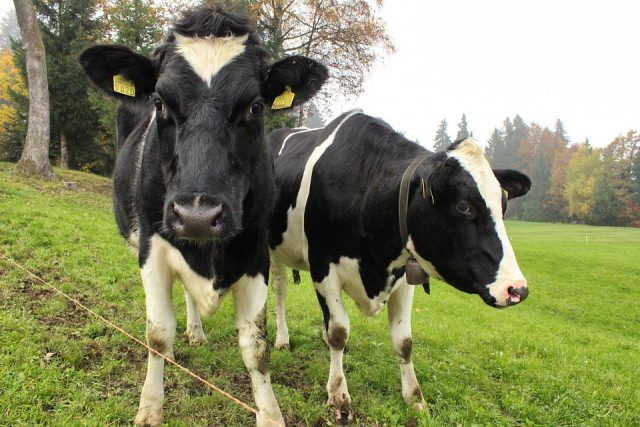 Dairy cows