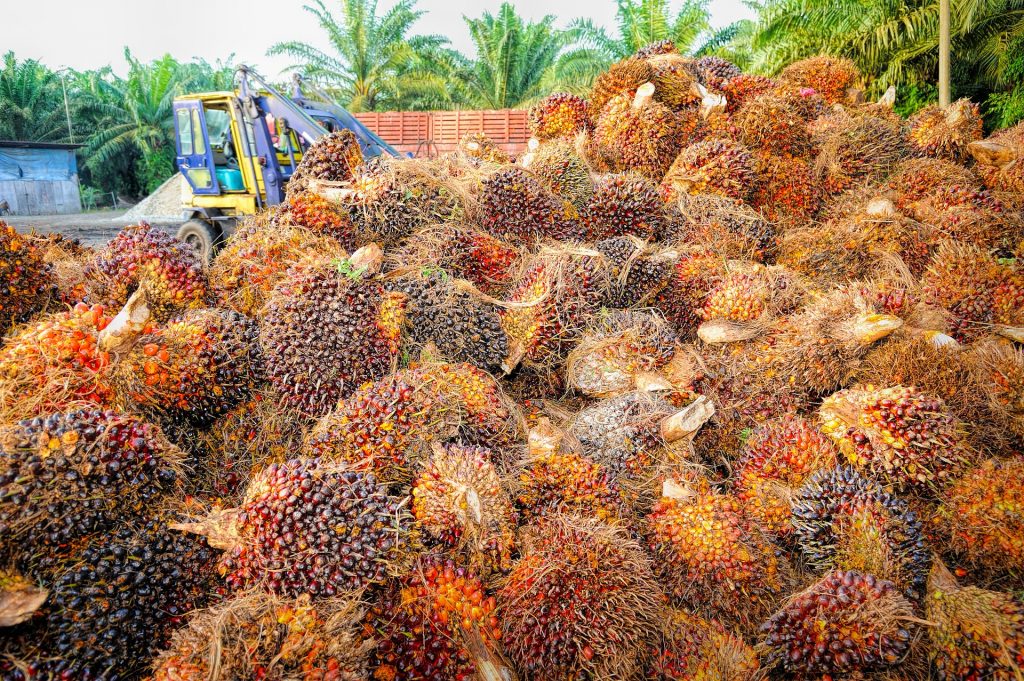 Palm oil