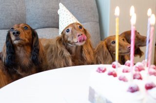 dog birthday