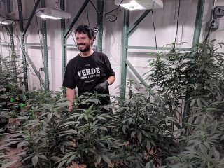 800px-Cannabis_grower_at_Verde_Natural