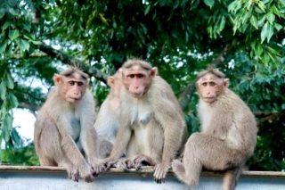 group-of-monkeys-all-monkeys-looking-on-camera-perfect-photo-of-group-monkeys_t20_nLXYA6