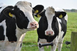 Picture of two cows on a farm