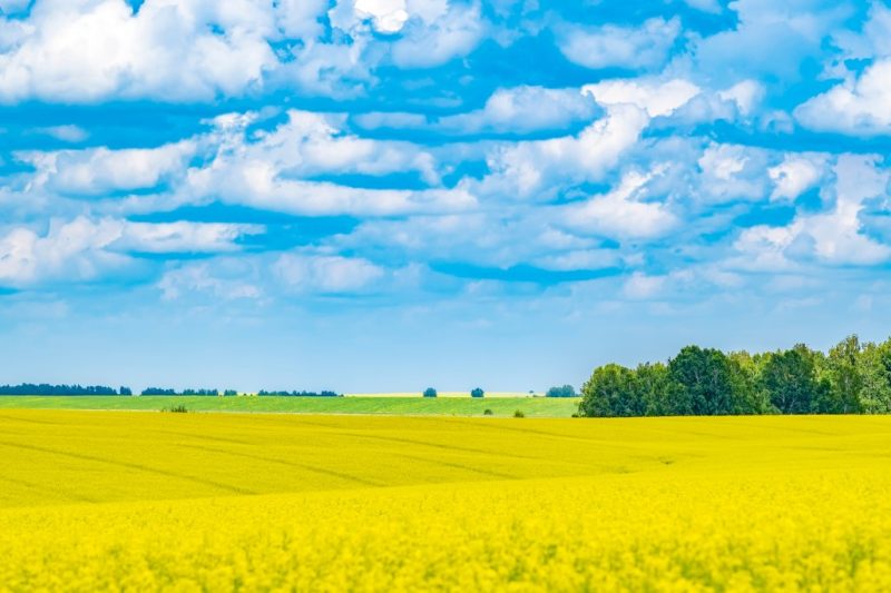 Picture of rapeseed field